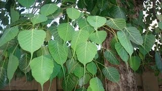 Benefits Of Worshiping Peepal Tree  Astrological Remedies by Jaideep Masand in Hindi [upl. by Trixi]