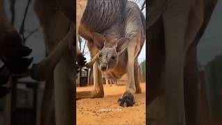 What s Inside A Kangaroo Pouch 😨 trending facts trendingshorts [upl. by Sacken]