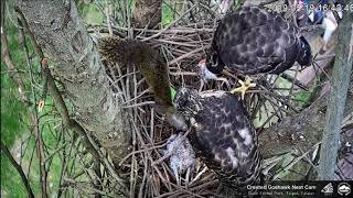 Młode Krogulce czubate  Accipiter trivirgatus   Crested Goshawk Nest  Tajwan [upl. by Norehc]