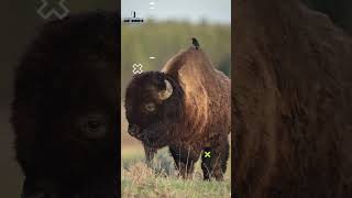 American bison [upl. by Yvette455]