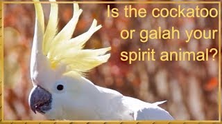 Spirit Animal Spiritual Guides Cockatoo amp Galah Australia [upl. by Gracia448]