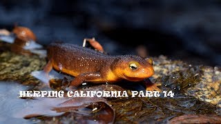 Herping California Part 14 The California Newt [upl. by Ellevehs]