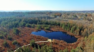 Sifton Bog [upl. by Felise]