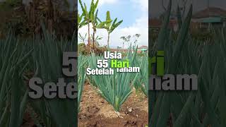 KOMBINASI PUPUK TANAMAN BAWANG DAUN AGAR HASILNYA OPTIMAL [upl. by Edyth]