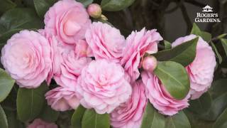 Gardening 101 Series  How to Plant amp Maintain a Camellia [upl. by Akemyt536]