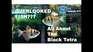 All About the Black Tetra in your Aquarium [upl. by Lemmie837]