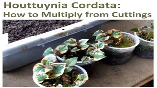 Propagating Houttuynia Cordata How to Multiply From Cuttings [upl. by Varion285]