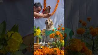 Happy Kukur Tihar ♥️🐕labkanchhi doglover [upl. by Laefar966]