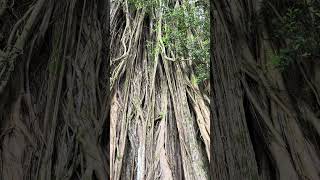 Giant Banyan Tree 👀☝️🌳 hawaii [upl. by Renate]