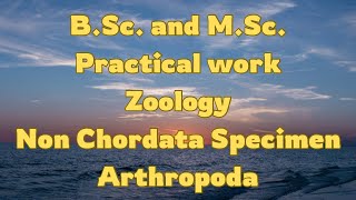 NON CHORDATAINVERTEBRATEARTHROPODA MUSEUM SPECIMENBScMSc ZOOLOGY [upl. by Enitsugua]