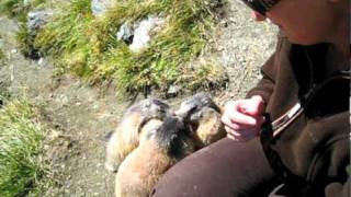 Gefräßige Murmeltiere am Großglockner  Marmots in the alps [upl. by Ijar]