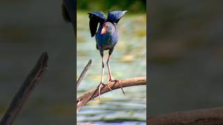 Grey Headed Swamphen Mobile Photography Apexel Lens birds trending shorts animals wildlife [upl. by Westphal]