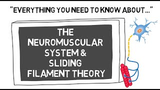 The Neuromuscular System amp Sliding Filament Theory  Sport Science Hub Physiology Fundamentals [upl. by Notfa840]