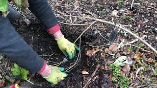 Layering Rhododendrons  How to propagate Rhododendrons by Ground Layering [upl. by Adahsar]