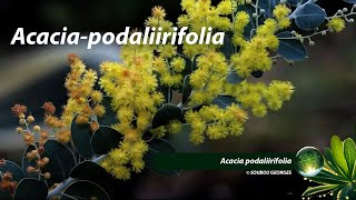 Acacia podaliirifolia Mimosa à feuilles de Podalyria  By Georges Soubou [upl. by Niwri]