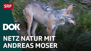 Erklärungen zum Wolf  NETZ NATUR mit Andreas Moser  Doku  Reupload  DOK  SRF Wissen [upl. by Waddington830]