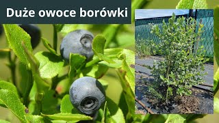 Borówka warto o nią zadbać by miała duże owoce [upl. by Till525]