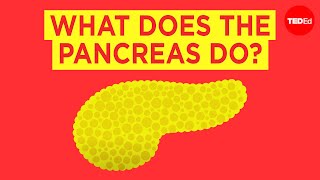 What does the pancreas do  Emma Bryce [upl. by Atteynek959]