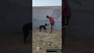 How to train an aggressive dog  hoe to teach a dog to wear a muzzle dogtraining dogbehaviour [upl. by Ydoj]