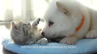 A Moment of Peace Powered by UCare [upl. by Gasser]