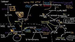 BIOCHEM 49  Mevalonic Acid Pathway Fates of HMG COA Part 1 [upl. by Cordy411]