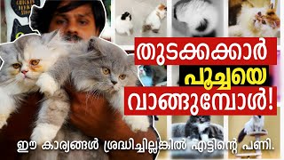 പൂച്ചയെ വാങ്ങുമ്പോൾ ശ്രദ്ധിക്കേണ്ട കാര്യങ്ങൾ  Persian Cat Video Malayalam [upl. by Nuahsyar]