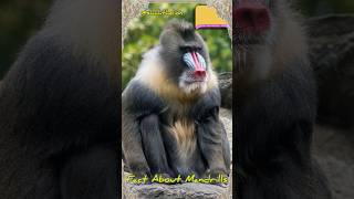 Fact About Mandrills [upl. by Rugen]