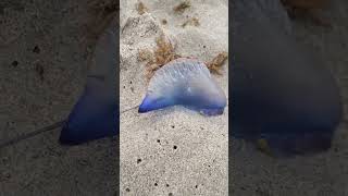 Portuguese Man O War Invasion Coastal Concerns as Deadly Creatures Wash Up on Florida Beaches [upl. by Thorwald]