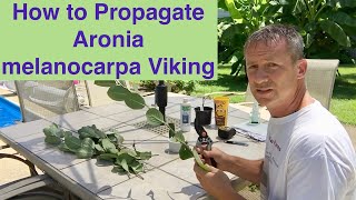 How to Propagate Aronia melanocarpa Viking [upl. by Orsino]