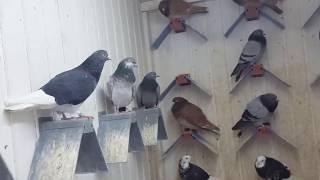 TIPPLERS 2018 PIGEON PELLUMBAT [upl. by Rondi]