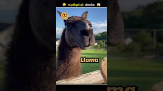 இந்த விலங்குகள் எதனால இந்த மாதிரி பண்ணுதுங்க  Llama Spitting on Human  Animal Voiceover Tamil [upl. by Sila]