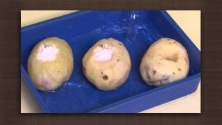 Potato experiment  Osmosis  Biology [upl. by Cyler412]