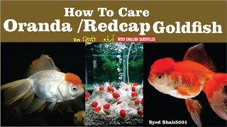 How to care oranda goldfish basic info Hindi Urdu with English sub [upl. by Harsho238]