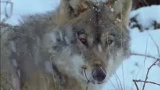 Bears and Wolves Fighting Over Precious Food in the Winter  BBC Studios [upl. by Bocoj536]