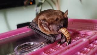 Common noctule Nyctalus noctula Feeding the bat [upl. by Leontyne128]