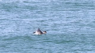 Anglesey Wildlife 051024 Harbour Porpoise [upl. by Fiora]