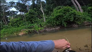 Malaysian Wild Stream Fishing  Daiwa Silver Creek Air TW Steam Custom  Day 2 [upl. by Song]