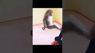 Crazy Kung Fu Monkey Kicks Lady and Freaks Out funnyanimalvideos funnymonkey monkey funny [upl. by Terena]