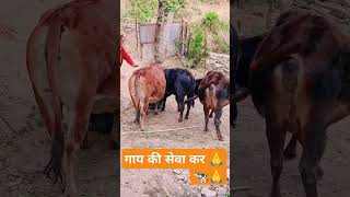 गाय की सेवा कर जीवन जायें जय गौमाता 🙏🐄 जय श्री कृष्णा 🐄🙏youtubeshorts [upl. by Fulton252]