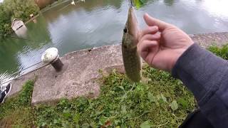 Pêche du brochet du bord en streetfishing [upl. by Nerred]