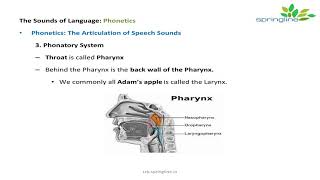 Day 8 Phonatory System and Consonants Intro Phonetics  springline [upl. by Brownson]