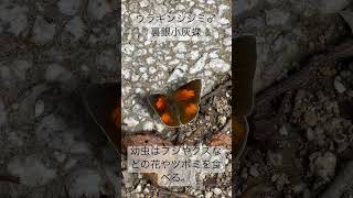 ウラギンシジミ 蝶 昆虫 シジミチョウ科 渋い Curetisacuta [upl. by Garwin]