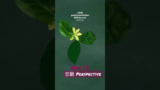 【366花語Nov13】宏觀  perspective [upl. by Atiroc]