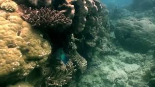 Steephead Parrotfish Chlorurus microrhinos [upl. by Nirek932]