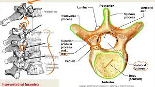 Anatomy Vertebral Column [upl. by Ardisi966]