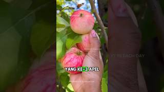 Buah paling berbahaya di Dunia fakta faktadunia buah kekayaan facts funfacts shortv [upl. by Rape]