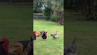 Jersey Giants stalk a GSD  chicken jerseygiant gsd germanshepherd [upl. by Atter]