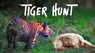 Tiger hunt in Bandhavgarh Tiger Reserve  4K Video Hindi  हिन्दी [upl. by Mccafferty]