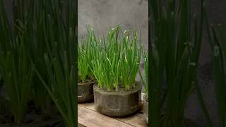 New technique of growing onion plant shorts [upl. by Doelling]