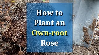 How to Plant an Ownroot Rose  Easy Steps [upl. by Domella169]